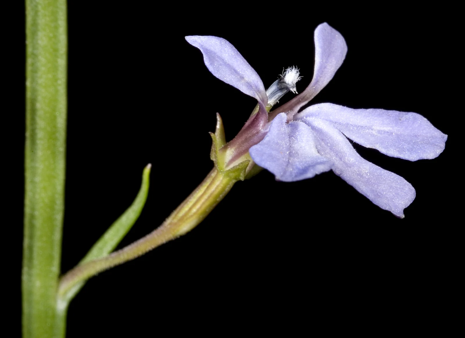 Trimeris Anceps Native Plant (Trimeris anceps)