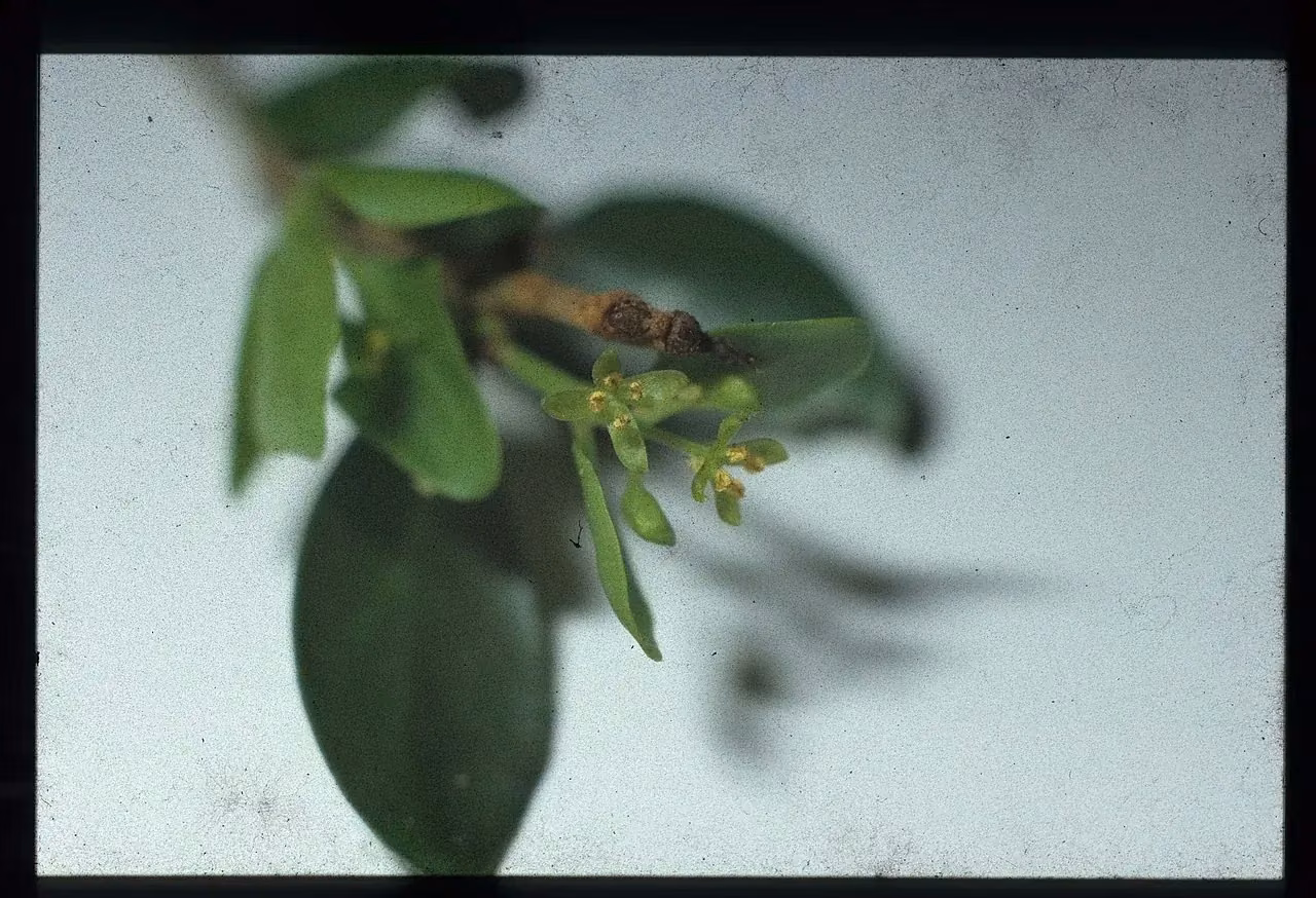 White Mistletoe (Tupeia antarctica)