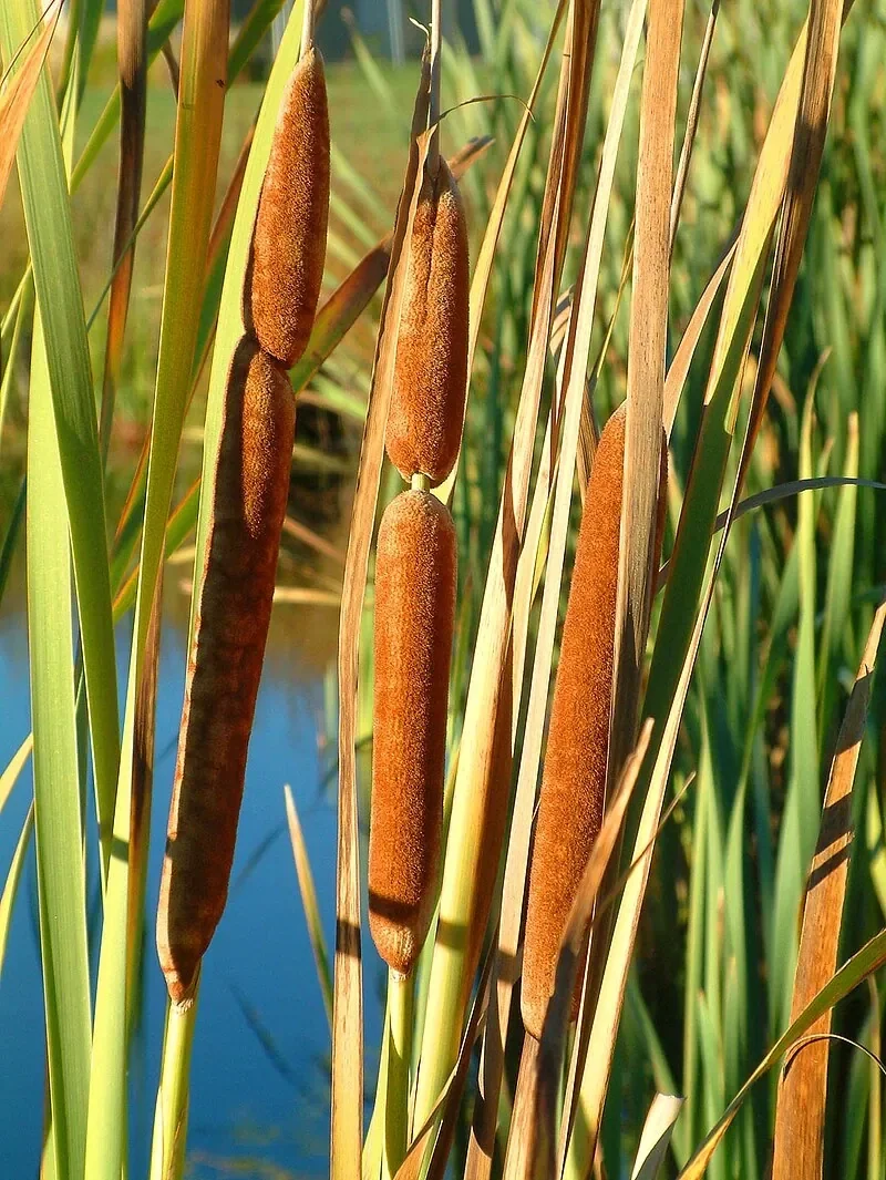 Raupō (Typha orientalis)