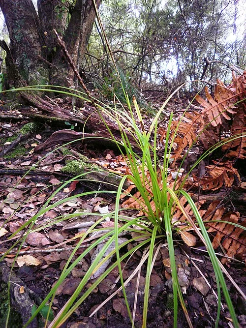 Hook Sedge (Uncinia uncinata) showing its reddish-brown foliage
