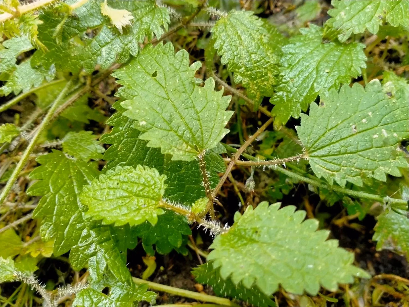 Urtica Aspera Native Plant (Urtica aspera)