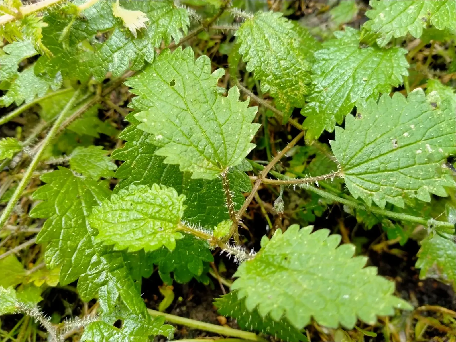 Urtica Aspera Native Plant (Urtica aspera)