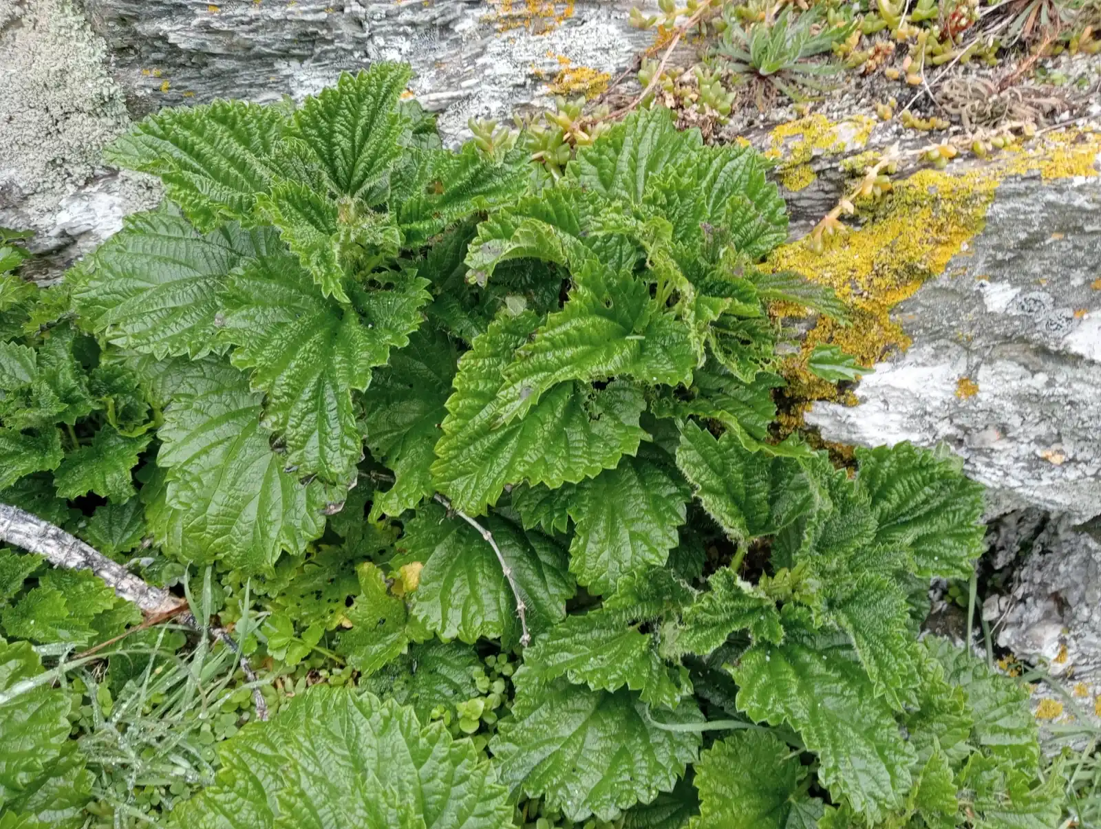 Urtica Australis Native Plant (Urtica australis)