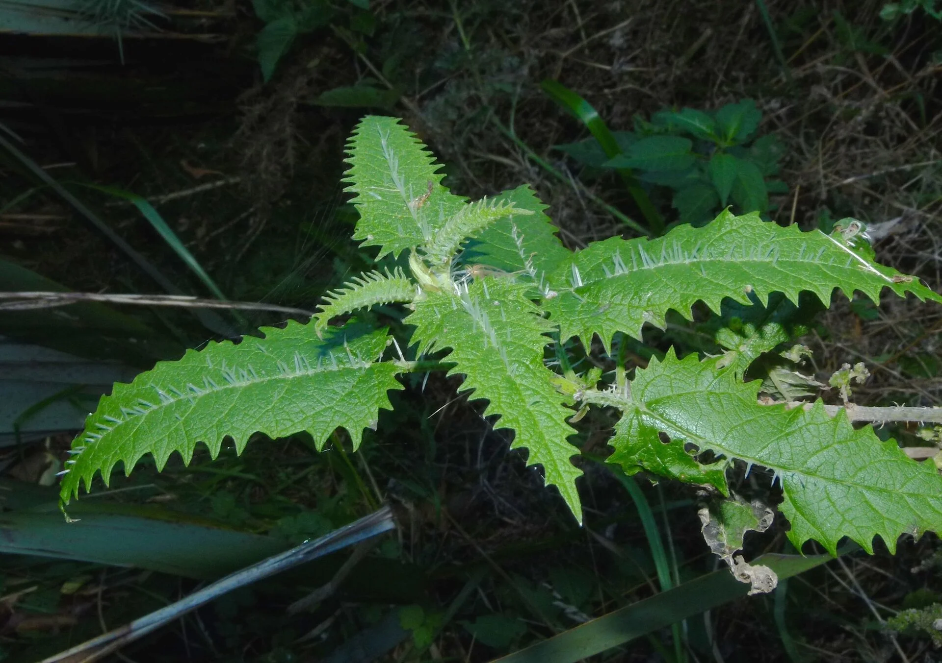 Tree nettle - ongaonga (Urtica ferox) hero image