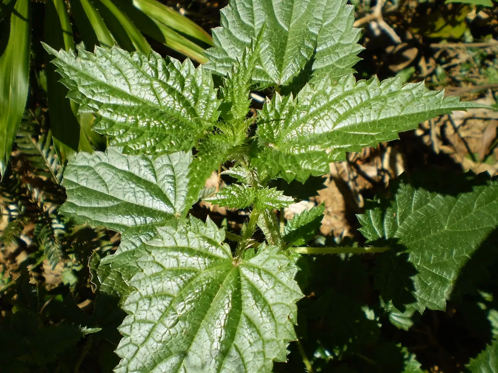 Urtica Incisa Native Plant (Urtica incisa)