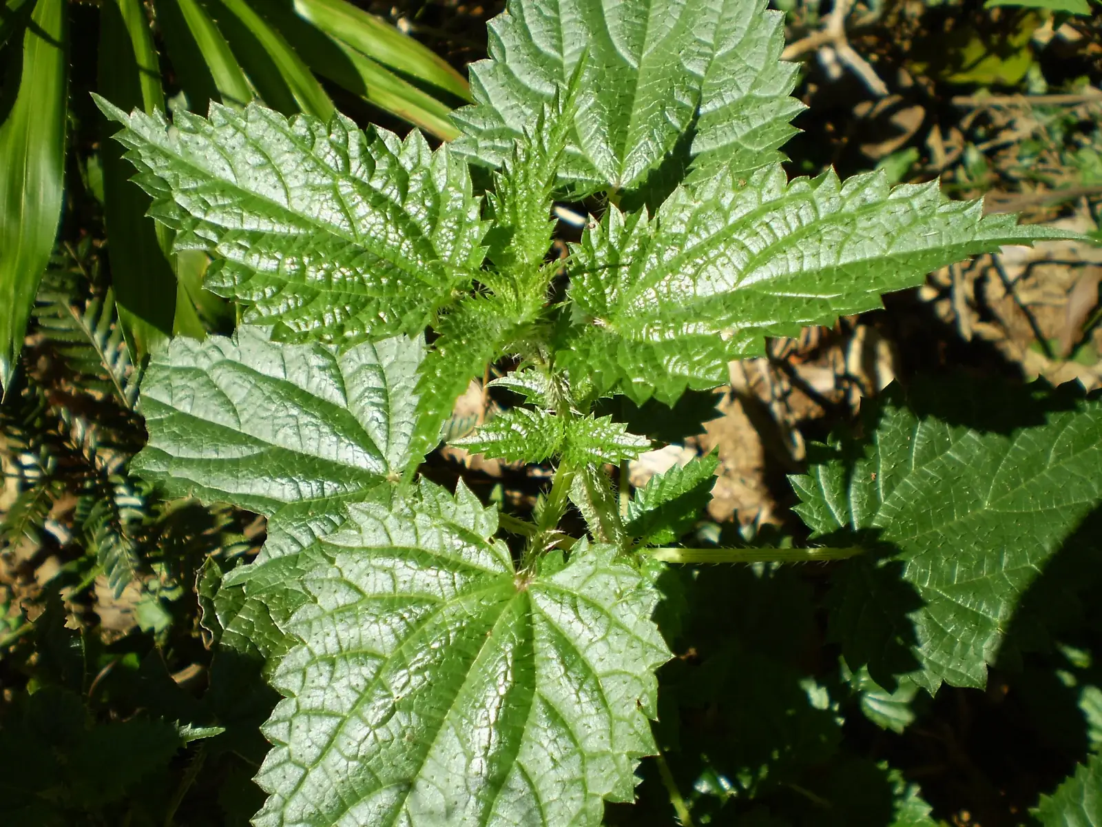 Urtica Incisa Native Plant (Urtica incisa)