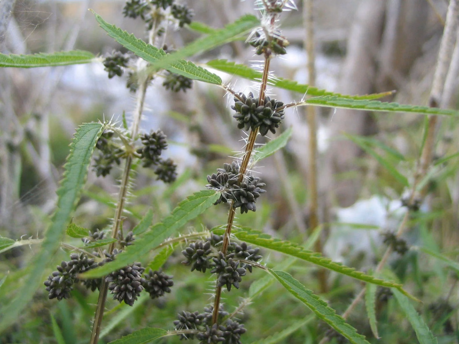 Urtica Perconfusa Native Plant (Urtica perconfusa)