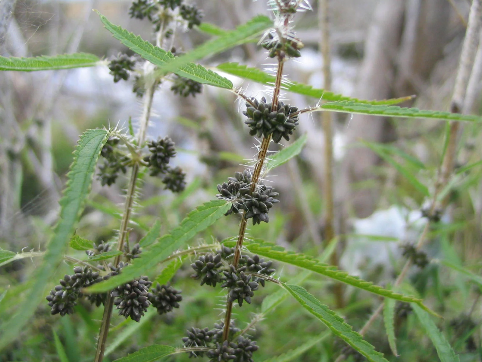 Urtica Perconfusa Native Plant (Urtica perconfusa)