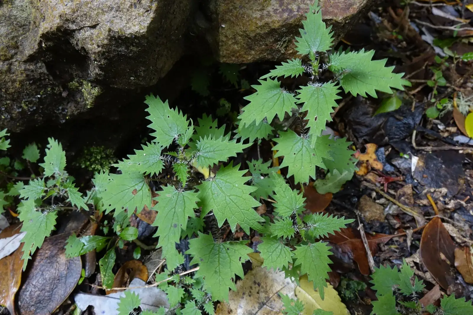 Urtica Sykesii Native Plant (Urtica sykesii)