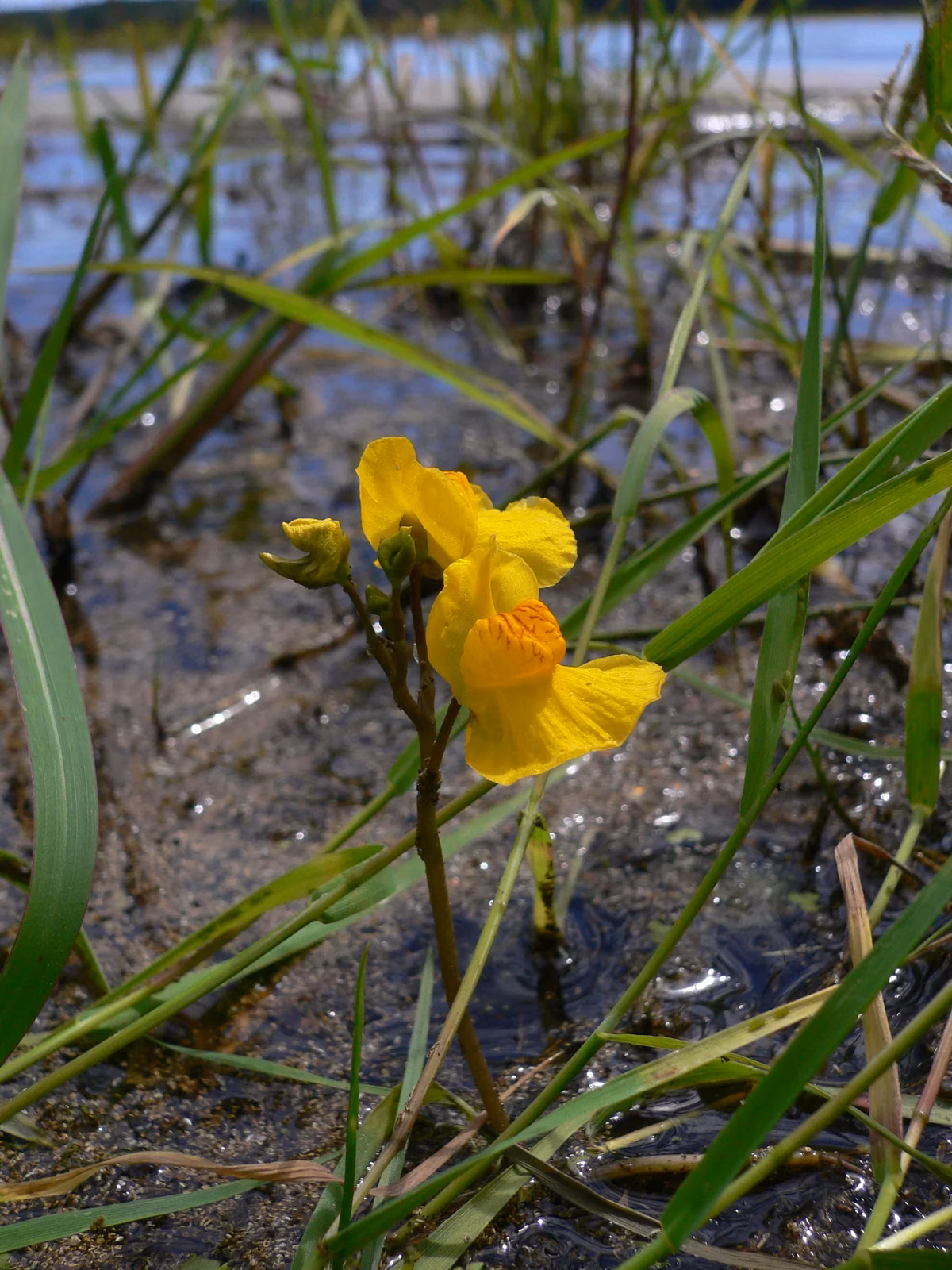 Utricularia Australis Native Plant (Utricularia australis)
