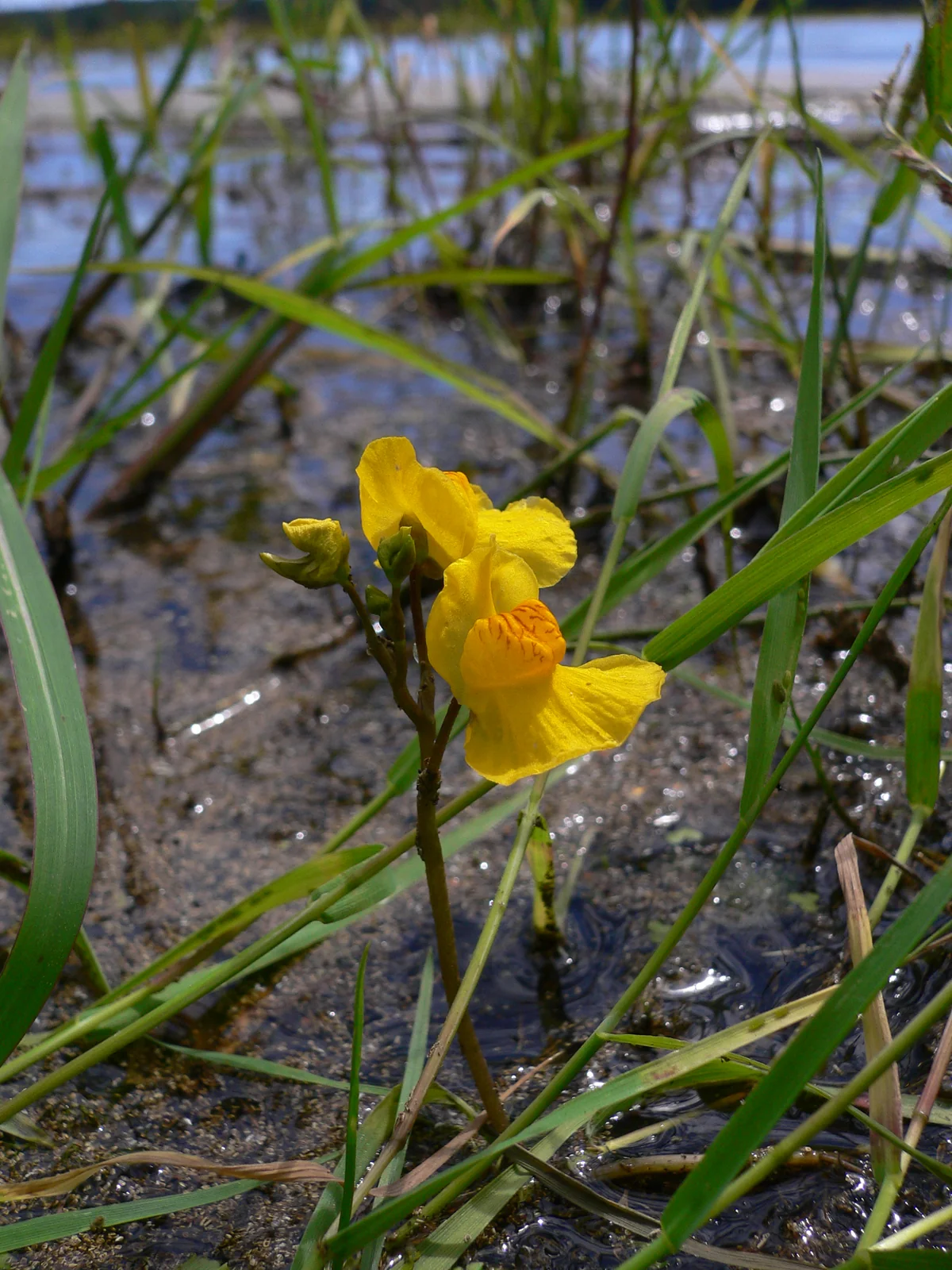 Utricularia Australis Native Plant (Utricularia australis)