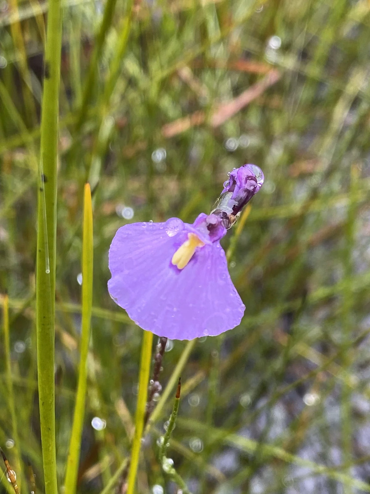 Utricularia Dichotoma Native Plant (Utricularia dichotoma)