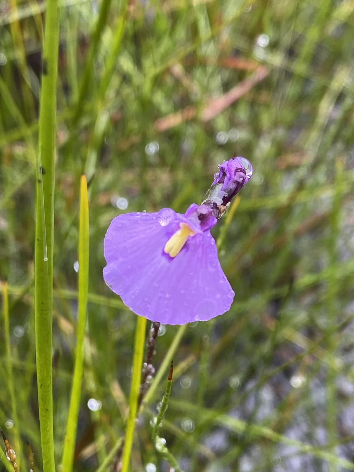 Utricularia Dichotoma Native Plant (Utricularia dichotoma)