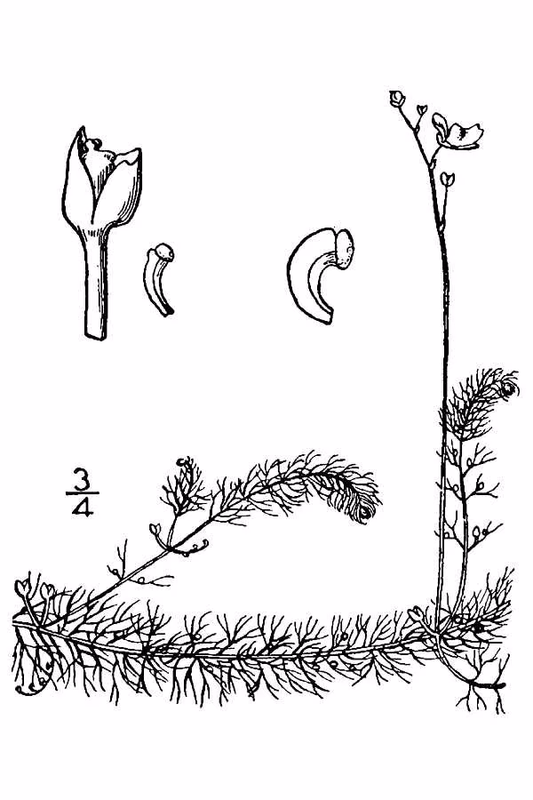 Utricularia Geminiscapa Native Plant (Utricularia geminiscapa)