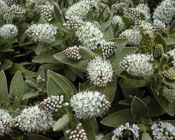 Snow Hebe (Veronica albicans)