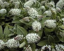 Veronica albicans related plant