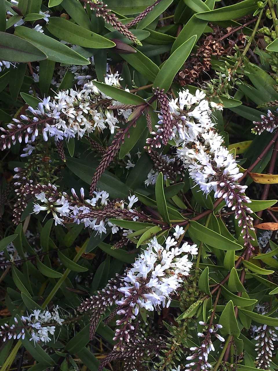Waitākere Rock Koromiko (Veronica bishopiana) featuring mauve flower racemes and dark green foliage