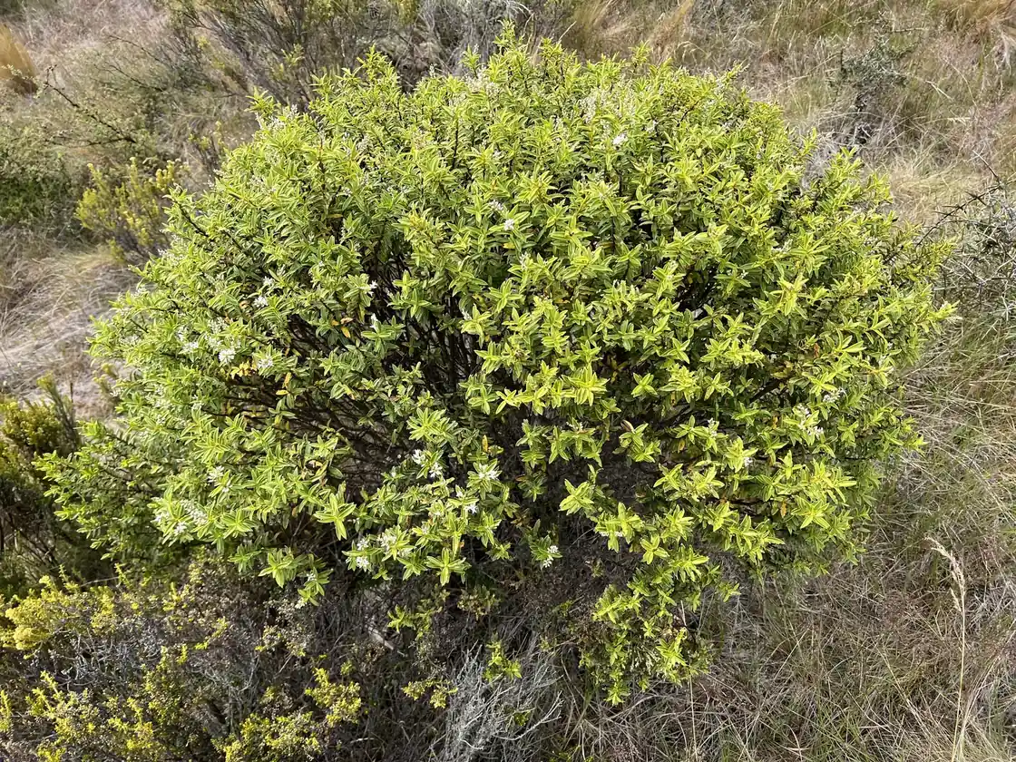 Veronica Brachysiphon Native Plant (Veronica brachysiphon)