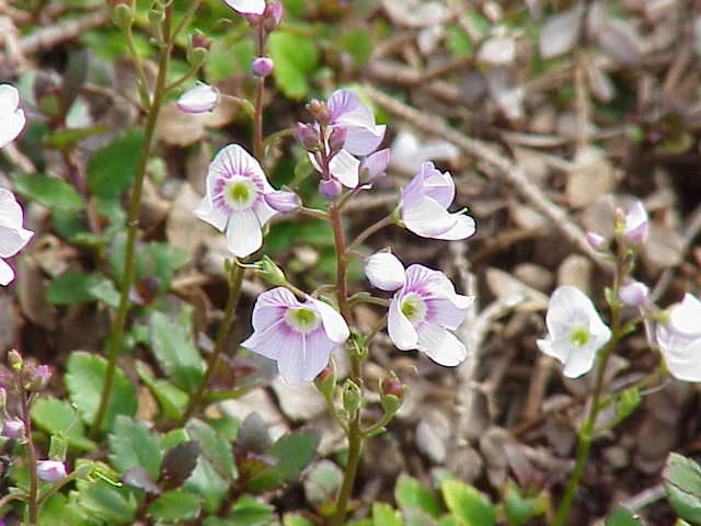 Waterfall Parahebe (Veronica catarractae) in full bloom with masses of delicate white flowers