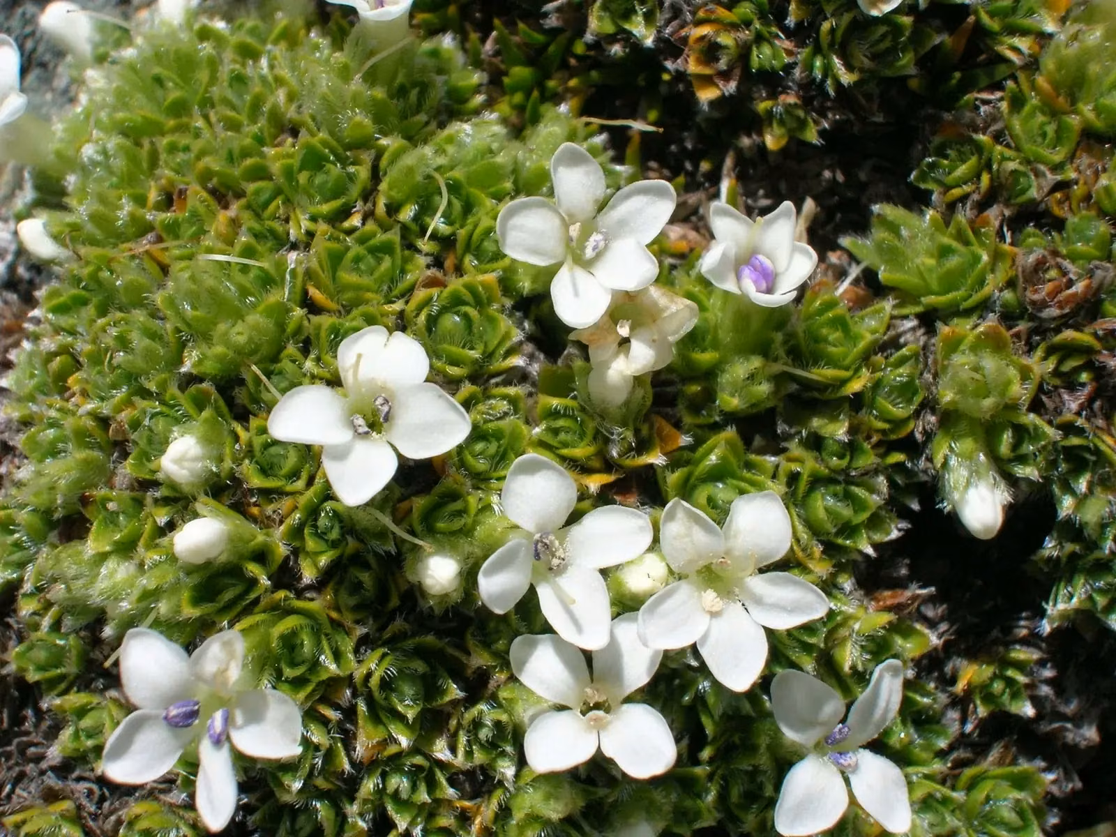 Veronica Ciliolata Native Plant (Veronica ciliolata)