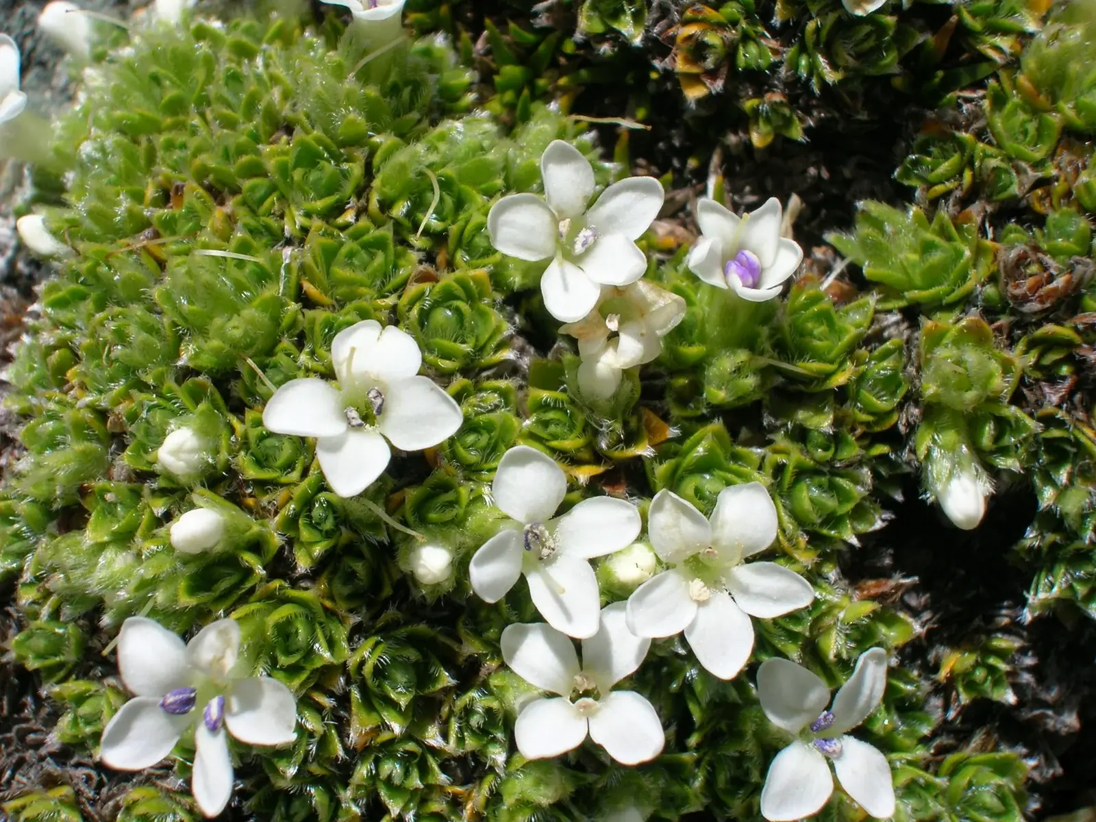 Veronica Ciliolata Native Plant (Veronica ciliolata)