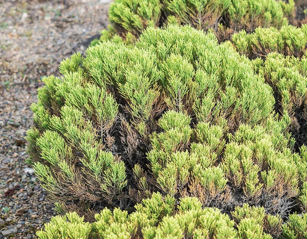 Veronica cupressoides related plant