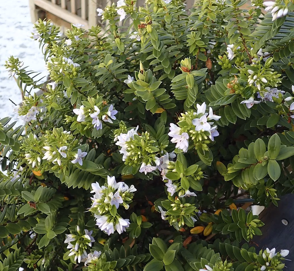 Coastal Hebe (Veronica elliptica)