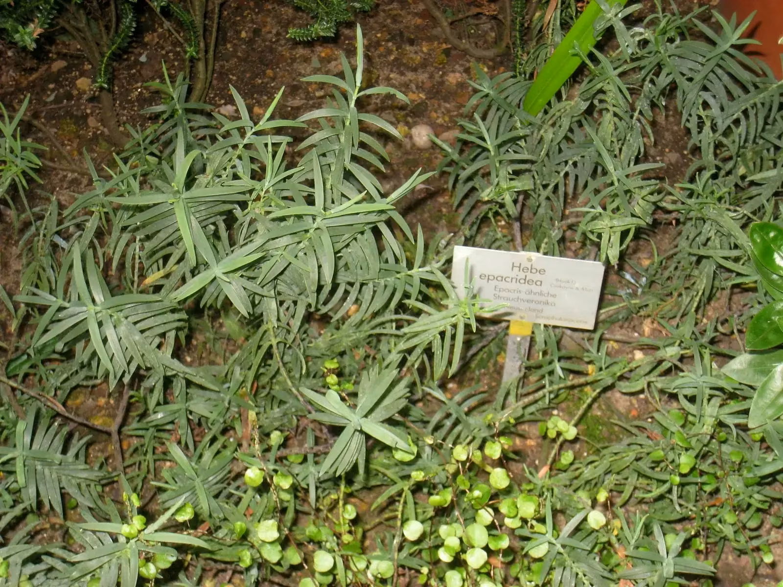 Veronica Epacridea Native Plant (Veronica epacridea)