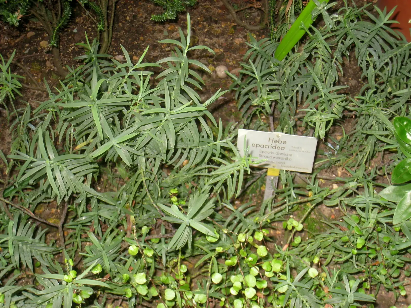 Veronica Epacridea Native Plant (Veronica epacridea)