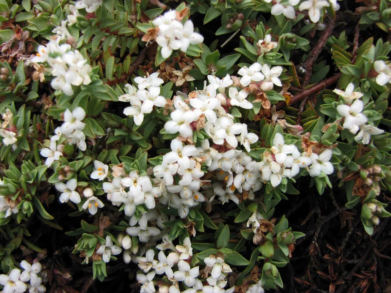 Haast's Hebe (Veronica haastii) growing amongst alpine rocks and scree