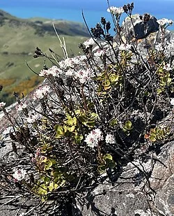 Banks Peninsula Sun Hebe (Veronica lavaudiana) in bloom showing white flowers and pink buds