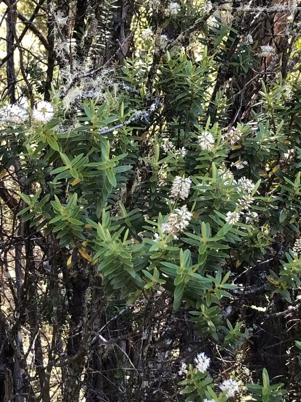 Veronica Leiophylla Native Plant (Veronica leiophylla)