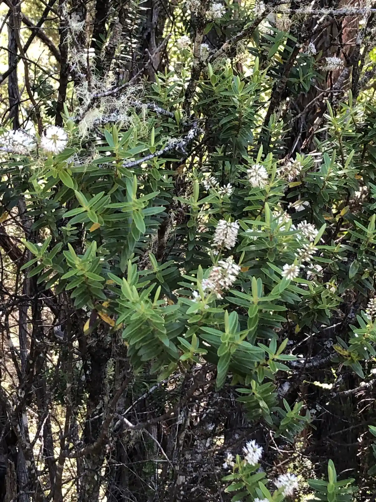Veronica Leiophylla Native Plant (Veronica leiophylla)