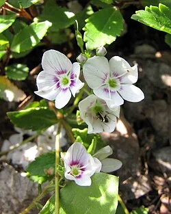 Lyall's Parahebe (Veronica lyallii) hero image