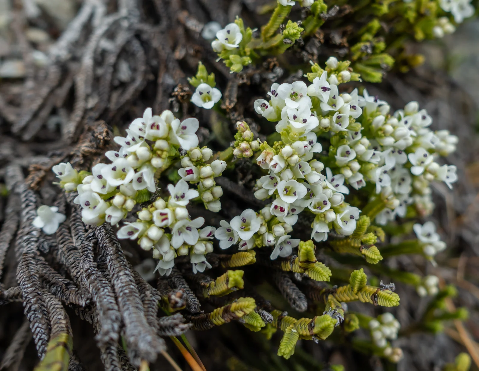 Veronica Lycopodioides Native Plant (Veronica lycopodioides)