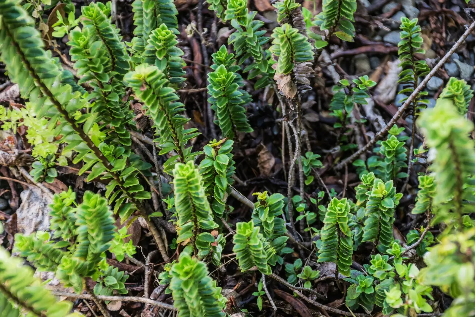 Veronica Macrantha Native Plant (Veronica macrantha)