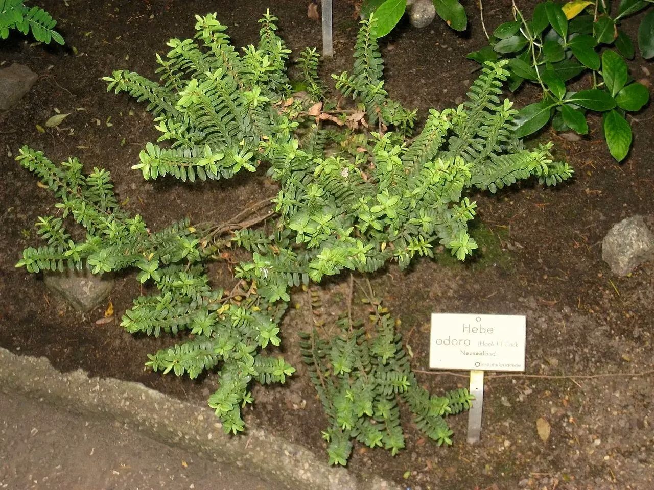Box-leaf Hebe (Veronica odora)