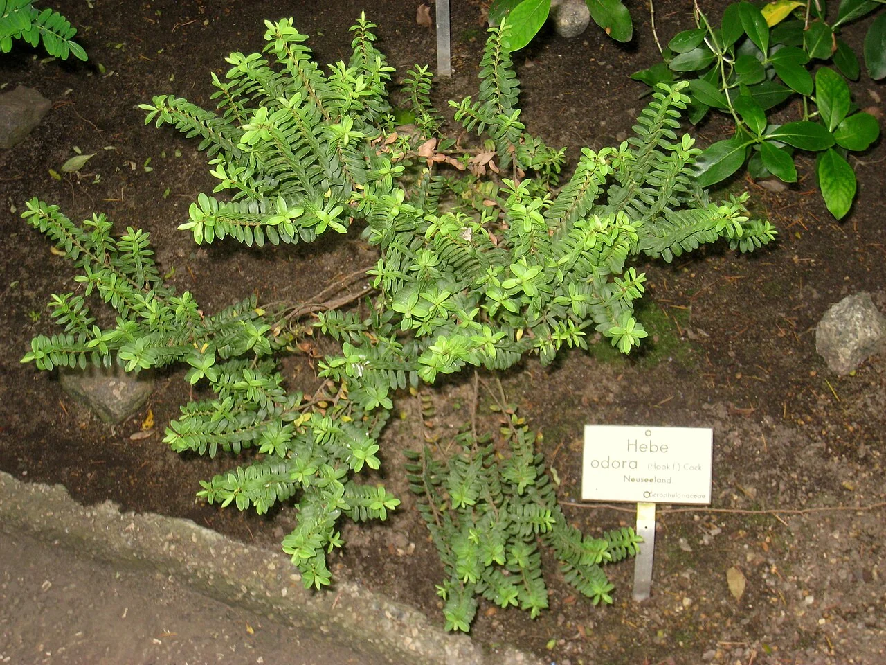 Box-leaf Hebe (Veronica odora) displaying its characteristic small dark green box-like leaves and white flower racemes