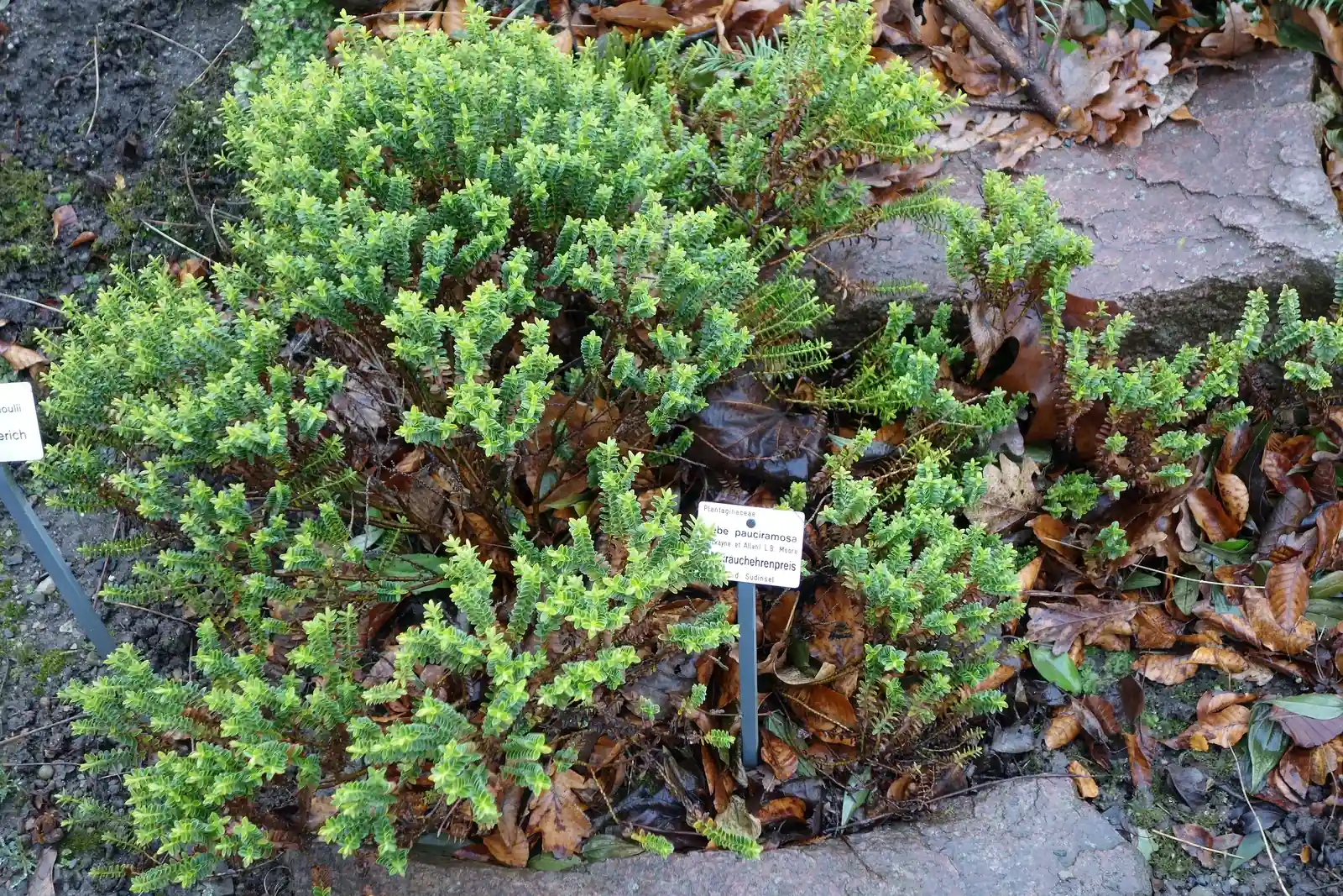 Veronica Pauciramosa Native Plant (Veronica pauciramosa)