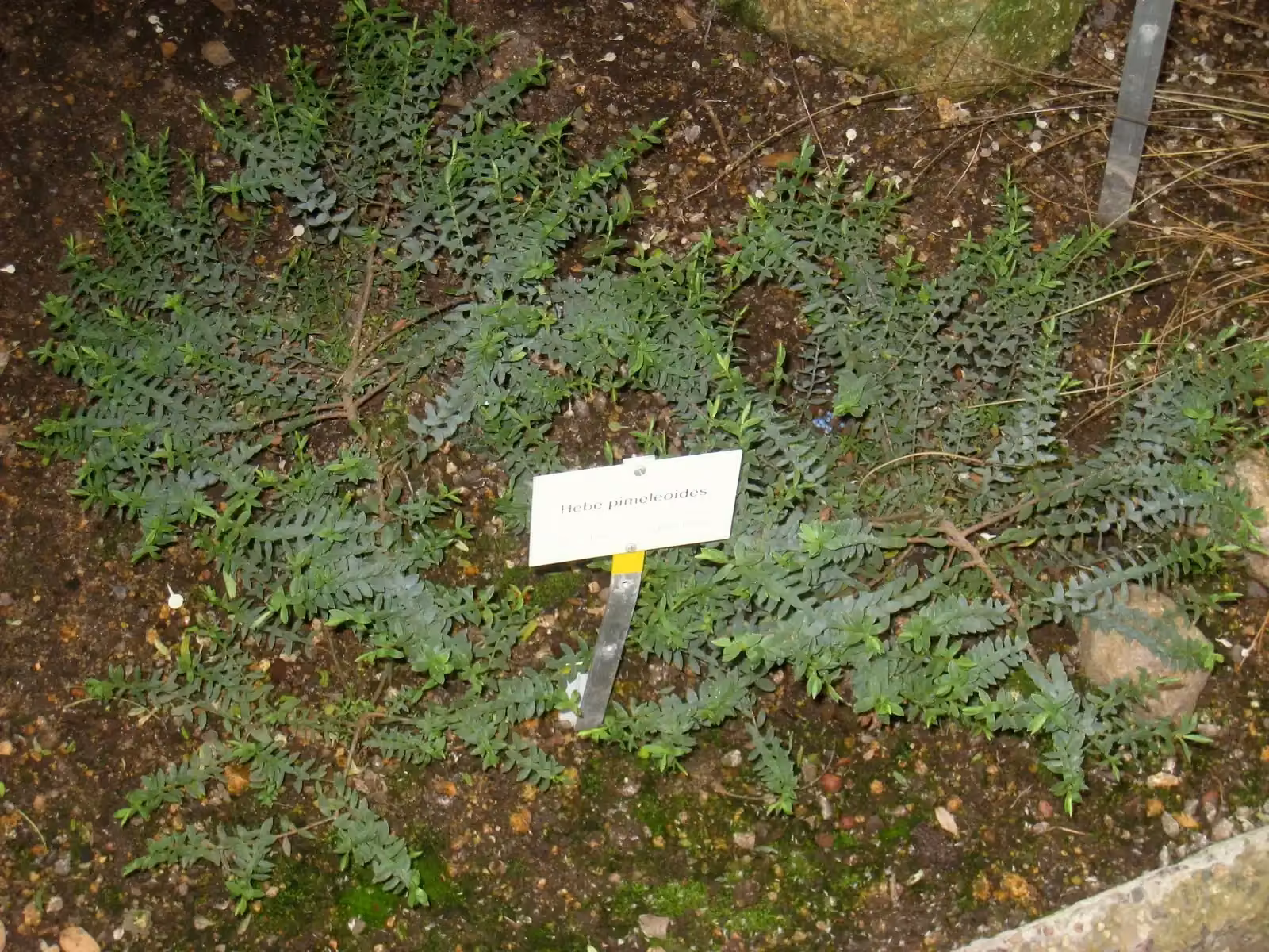 Veronica Pimeleoides Native Plant (Veronica pimeleoides)