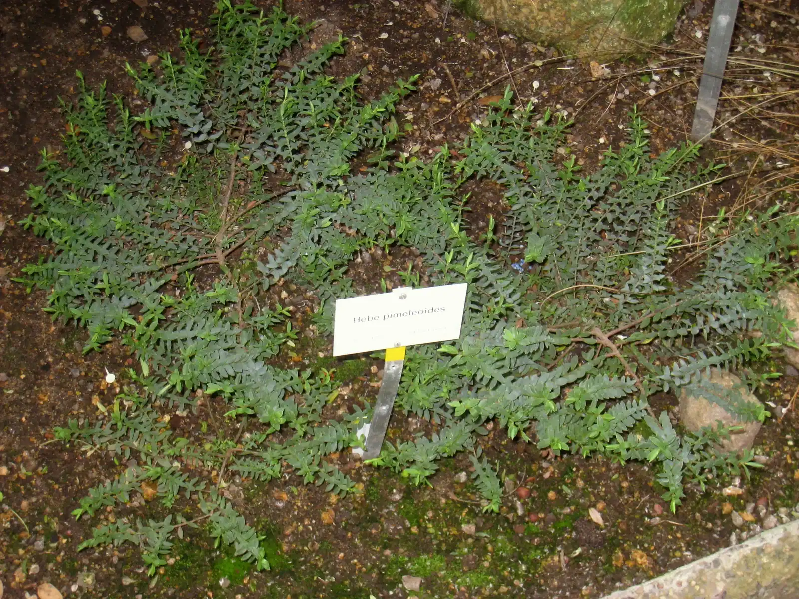Veronica Pimeleoides Native Plant (Veronica pimeleoides)