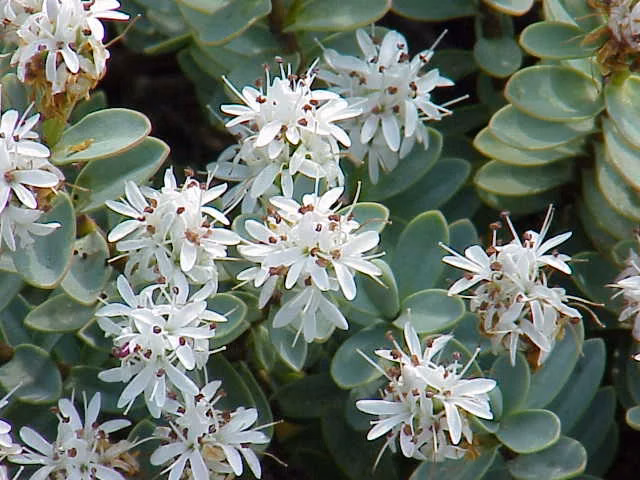 Disc Hebe (Veronica pinguifolia)