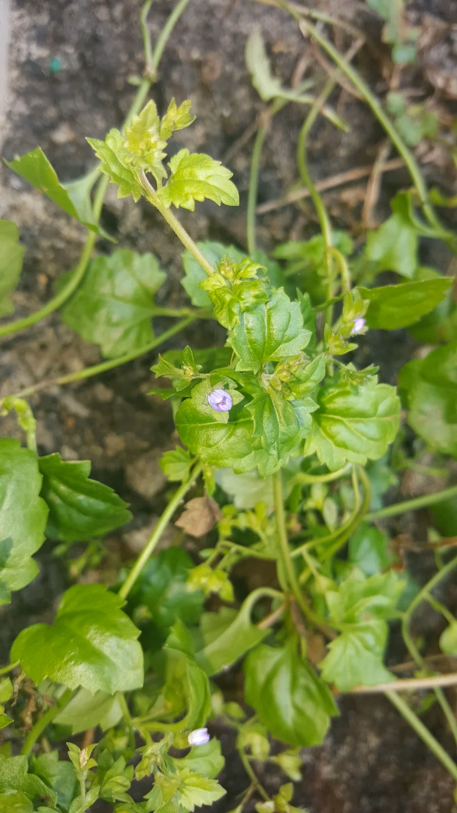 Veronica Plebeia Native Plant (Veronica plebeia)