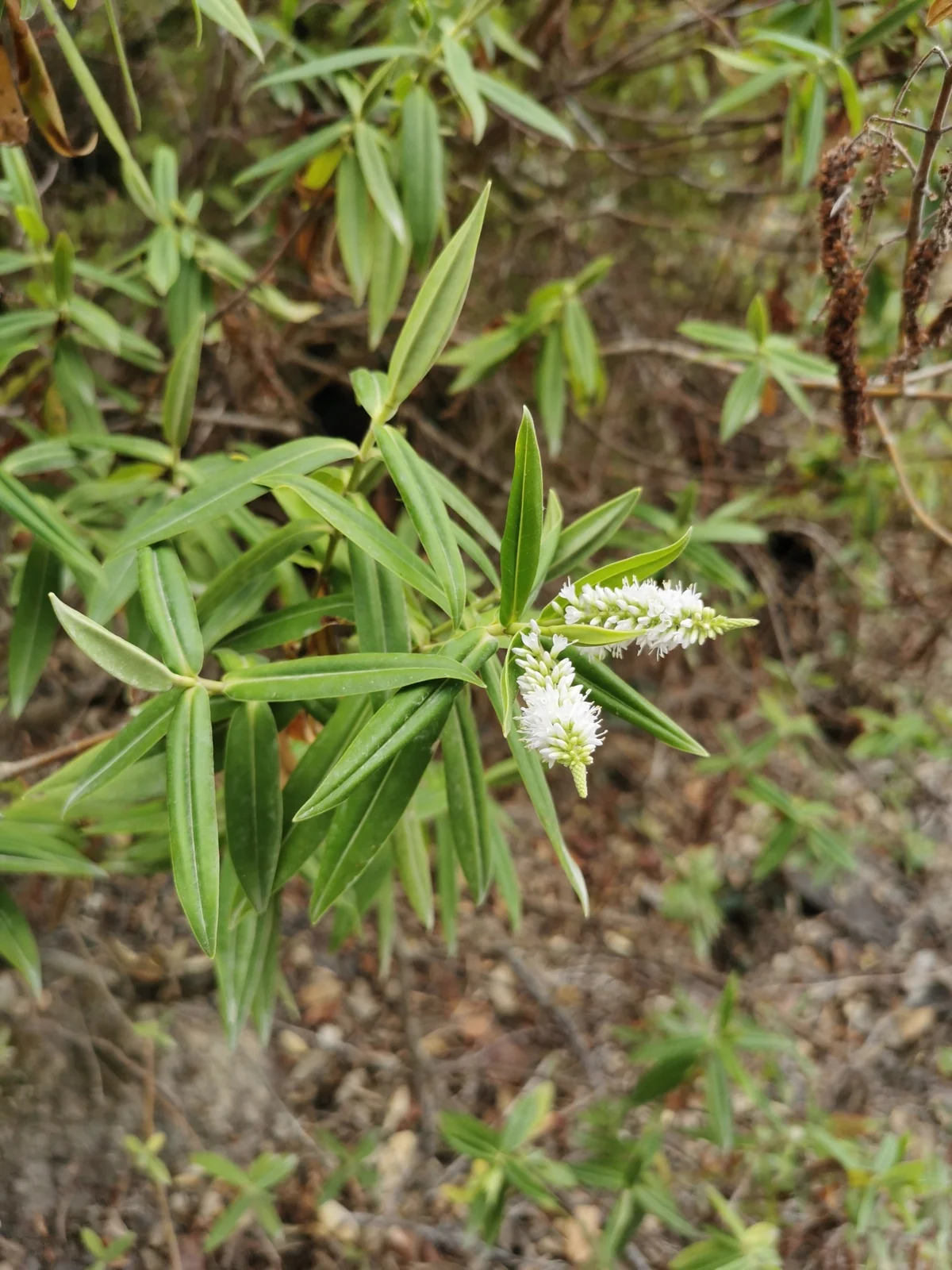 Veronica Pubescens Native Plant (Veronica pubescens)