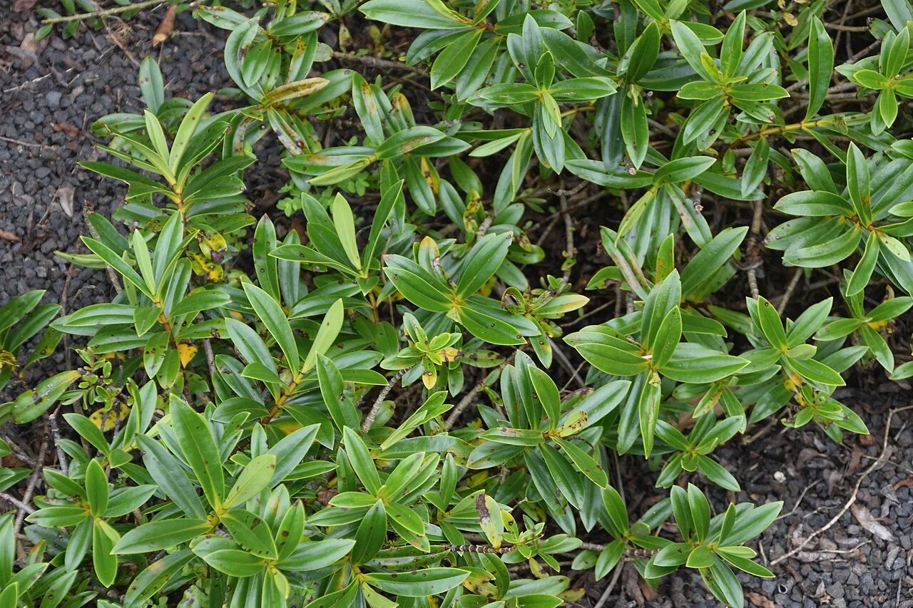 North Cape Hebe (Veronica punicea) hero image