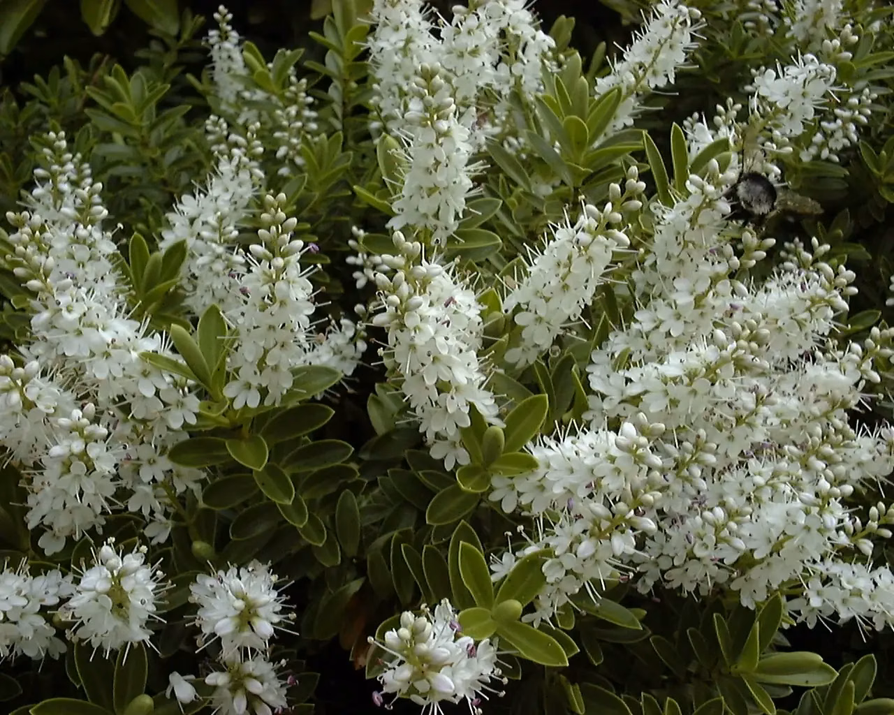 Veronica Rakaiensis Native Plant (Veronica rakaiensis)