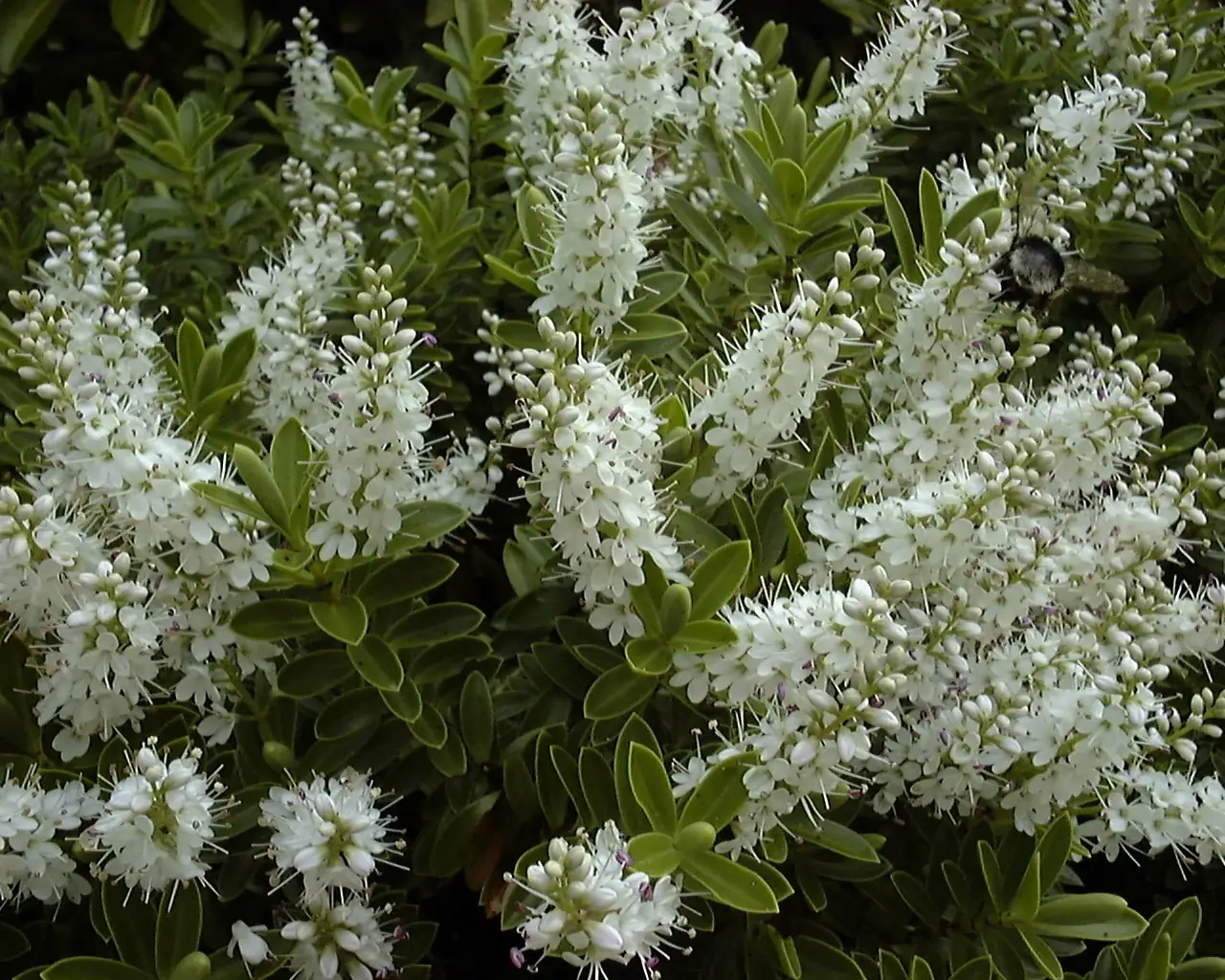 Veronica Rakaiensis Native Plant (Veronica rakaiensis)