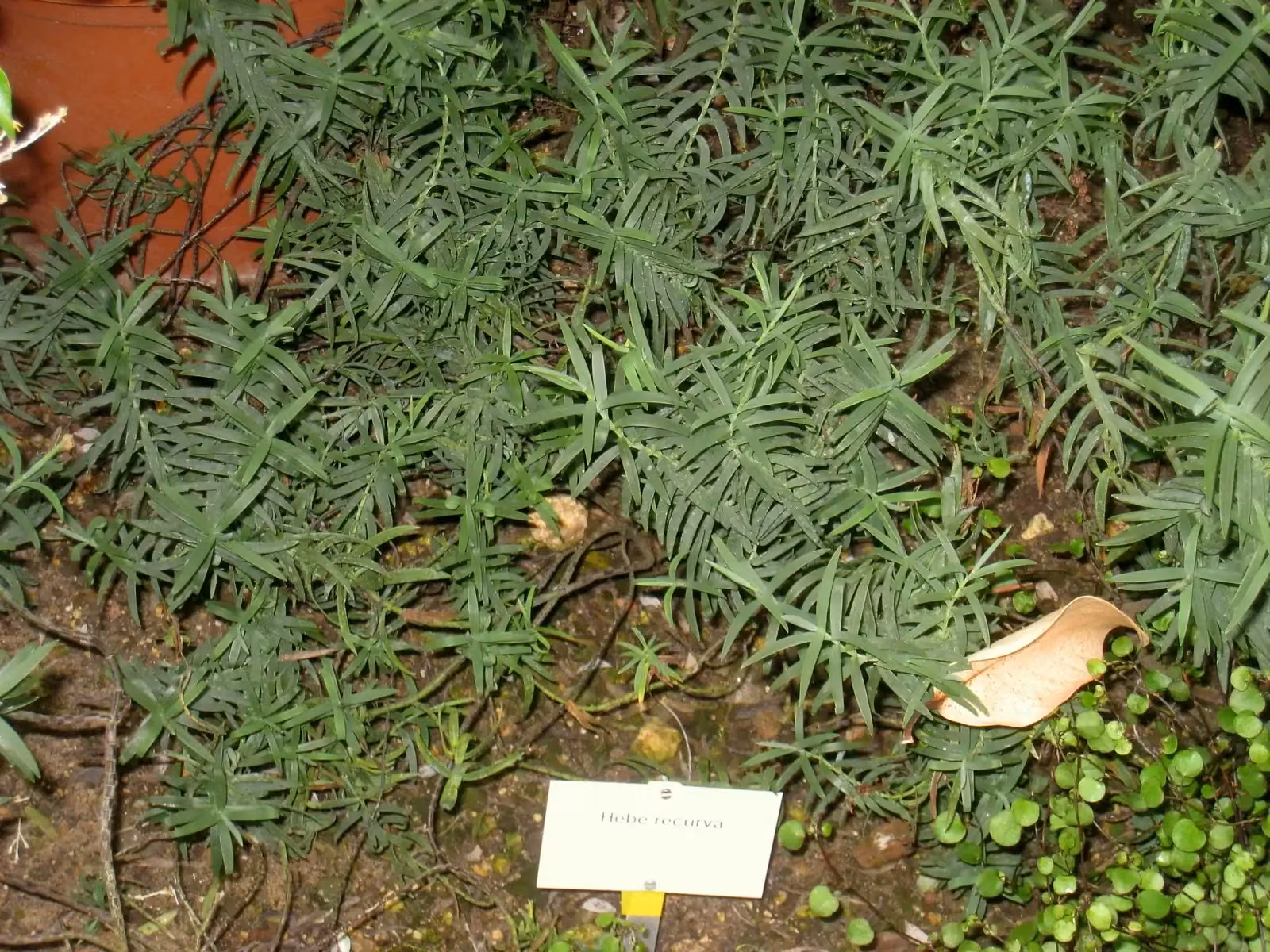Veronica Recurva Native Plant (Veronica recurva)