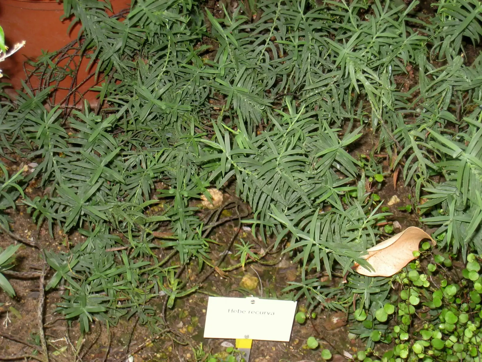 Veronica Recurva Native Plant (Veronica recurva)