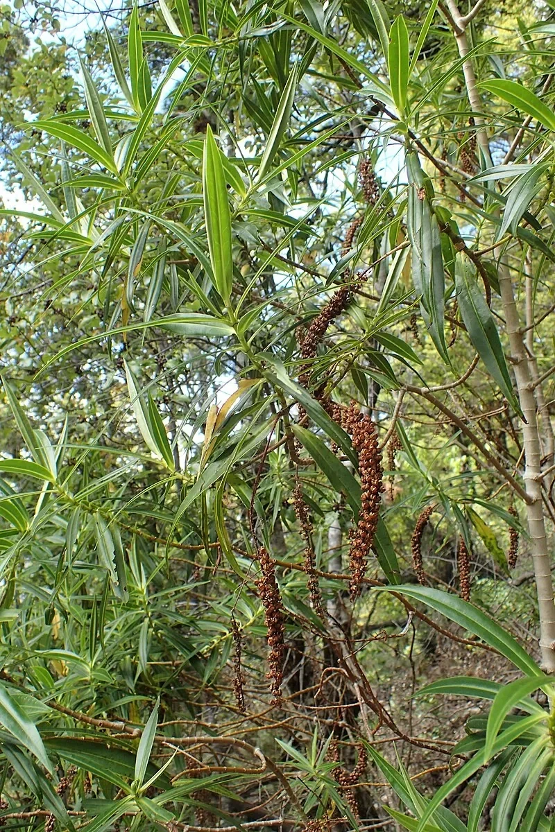 Veronica salicifolia